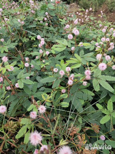 Мимоза стыдливая, семена