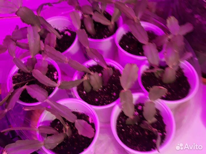 Декабрист шлюмбергера