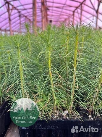 Зкс Сосна сеянцы Ели Лиственницы окс Голуб Горная