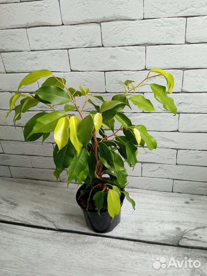 Фикусы 4