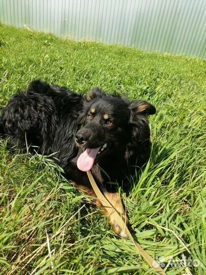 Очень классный молодой пёс ищет дом в добрые руки