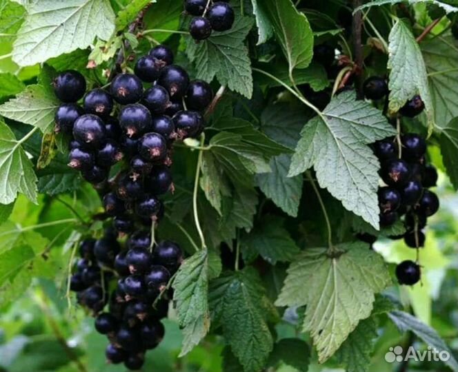 Черная смородина 