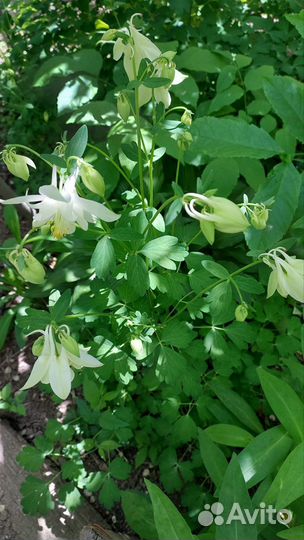 Аквилегия (водосборник)