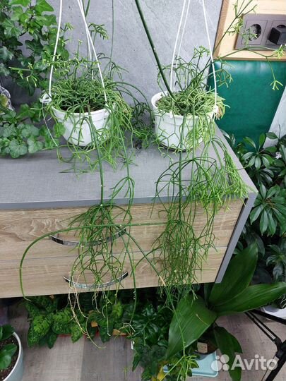 Рипсалис d 15