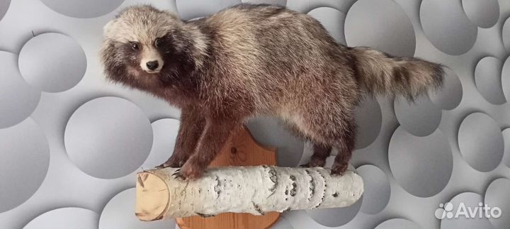 Добрый Енот