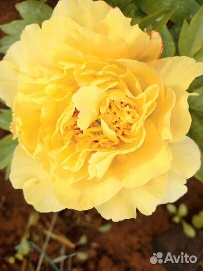 Пион Бартзелла 7 почек