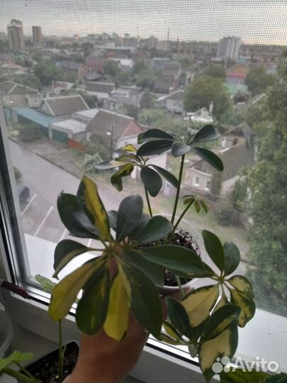 Дифенбахия монстера