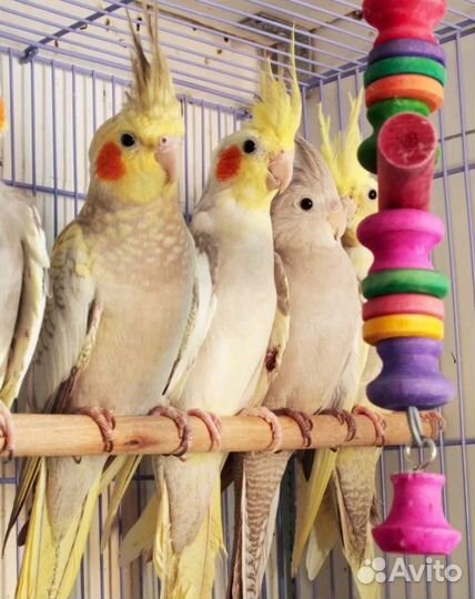 Попугаи оптом