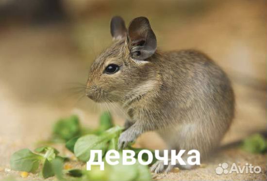 Малыши дегу