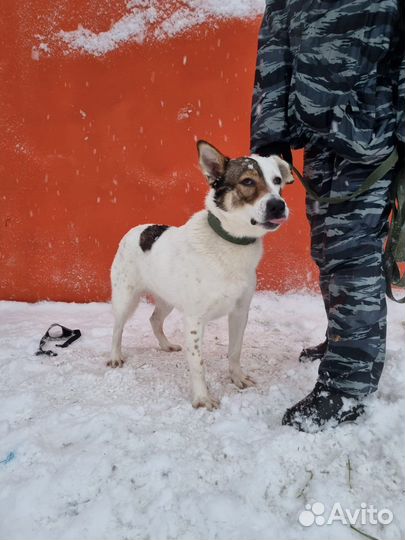 Шикарная девочка ищет дом