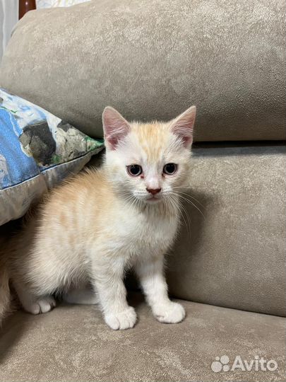 Котята