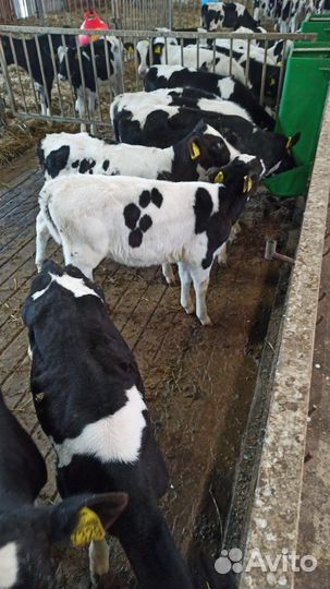 Телята мясной породы бычки