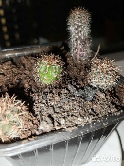 Кактусы суккуленты