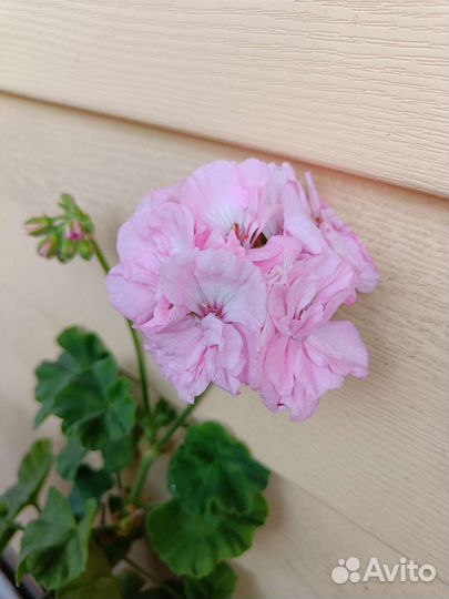 Пеларгония герань