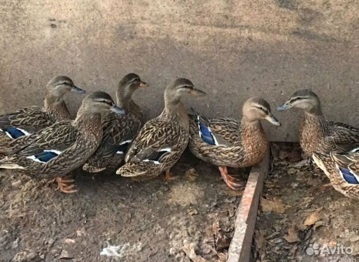 Продам подсадных уток