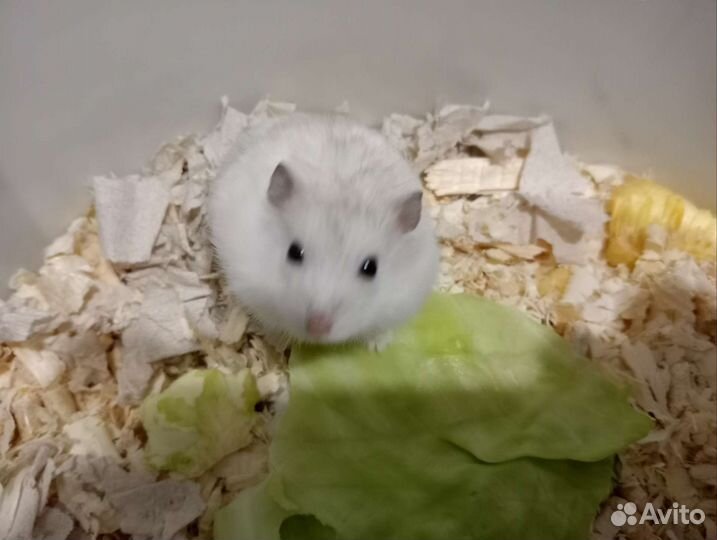 Джунгарский хомяк