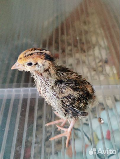 Перепел фараон утяжелённый