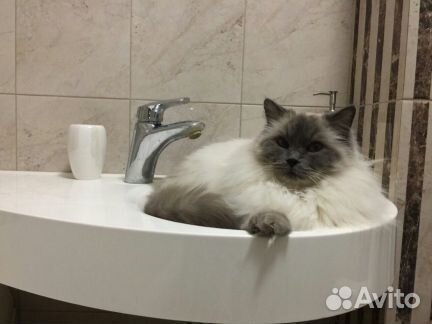 Домашняя передержка кошек