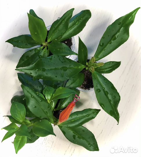 Эсхинантус