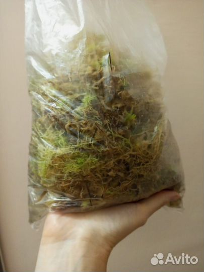 Мох сфагнум живой
