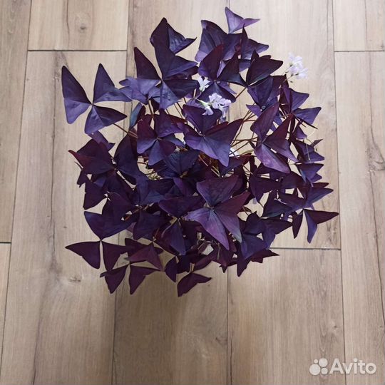 Оксалис безхлорофильный, Кислица