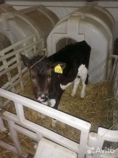 Тёлки бычки