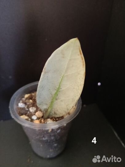 Замиокулькас вариегатный шорт лив