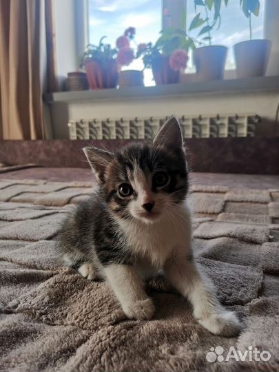 Короткошерстная кошка