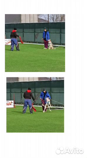 Дрессировка собак / коррекция поведения / кинолог