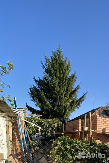 Ель новогодняя живая