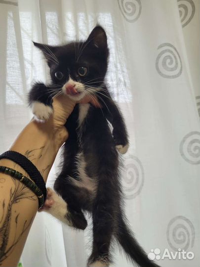 Отдам котёнка в хорошие руки. Бесплатно