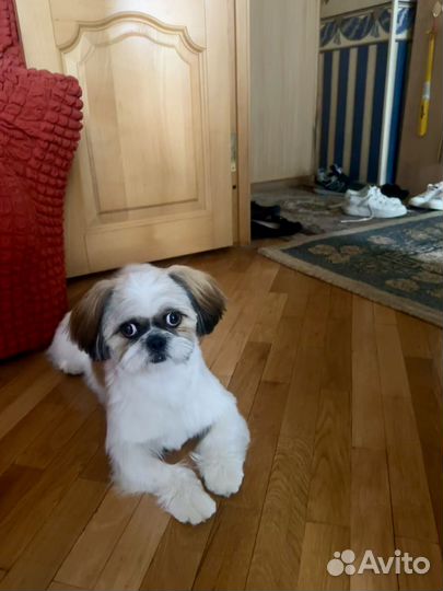 Ши-тцу вязка