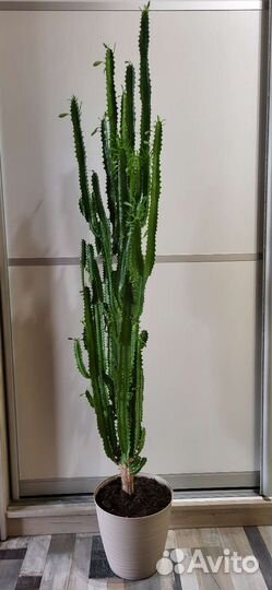 Кактус молочай