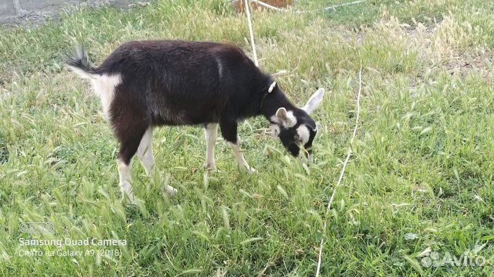 Коза дойная