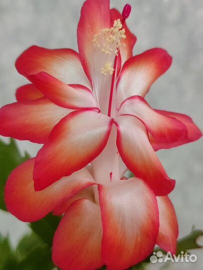 Декабристы сортовые