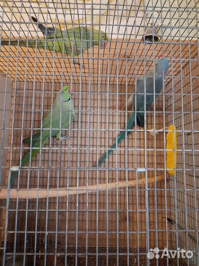 Ожереловый попугай птенцы