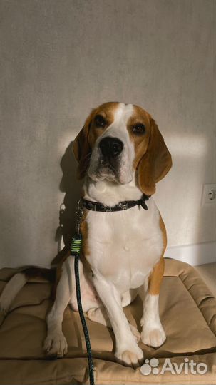 Вязка кобель бигль