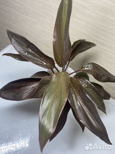 Комнатные растения (ч.1)