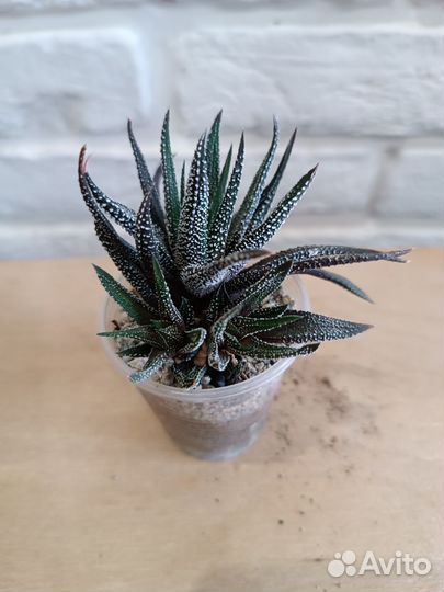 Суккуленты