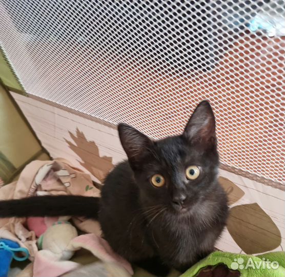 Кошечка в добрые руки