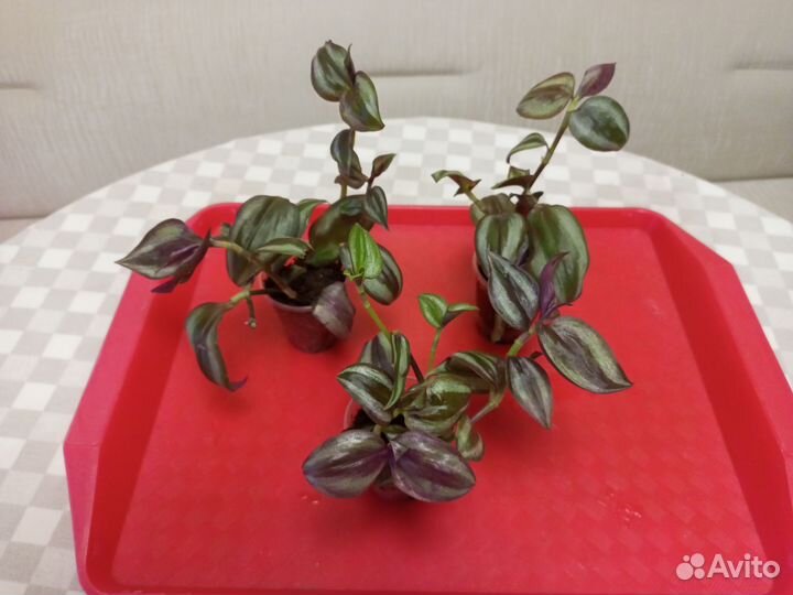 Комнатные растения