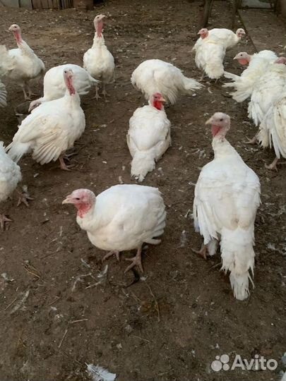 Индюки, индюшки