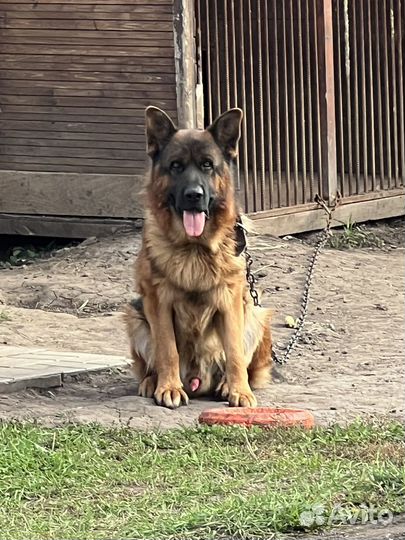 Немецкая овчарка вязка
