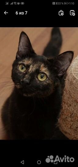 Кошка Мальва