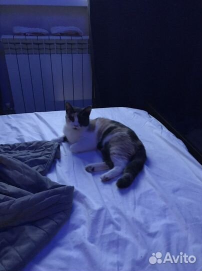 Кошечка