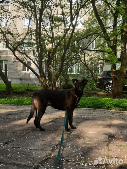 Собака в добрые руки бесплатно