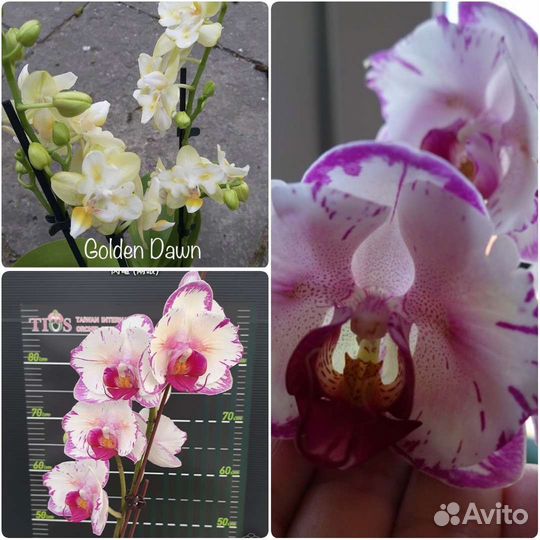 Орхидеи сортовые