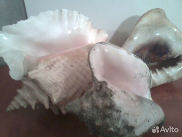 Ракушка Куба океаническая морская