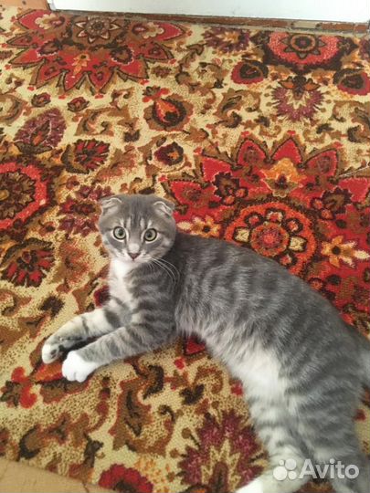 Вислоухий кот