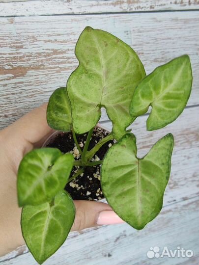 Сингониумы